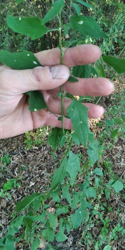 Green goosefoot (Chenopodium suecicum)