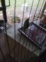 Microcentrum rhombifolium