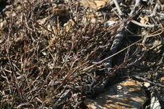 Muraltia muraltioides