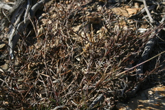 Muraltia muraltioides