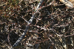 Muraltia muraltioides