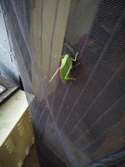 Microcentrum rhombifolium