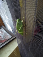 Microcentrum rhombifolium