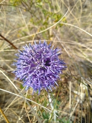 Echinops tataricus