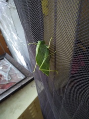 Microcentrum rhombifolium