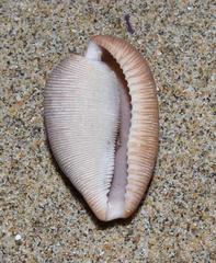 Cypraeovula capensis