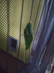 Microcentrum rhombifolium