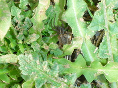 Lycosidae