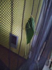 Microcentrum rhombifolium