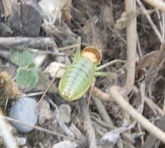 Ephippiger terrestris