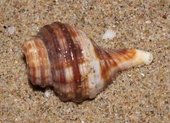 Africofusus ocelliferus