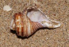 Africofusus ocelliferus