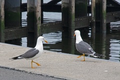 Larus fuscus