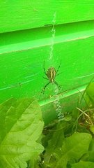Argiope bruennichi