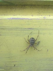 Argiope bruennichi