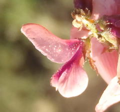 Indigofera alternans