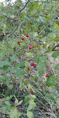 Crataegus × kyrtostyla