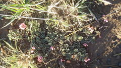 Indigofera alternans