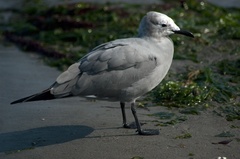 Leucophaeus modestus