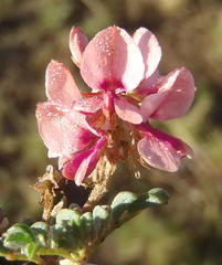 Indigofera alternans