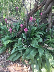 Veltheimia bracteata