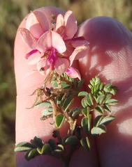 Indigofera alternans