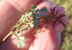 Indigofera alternans