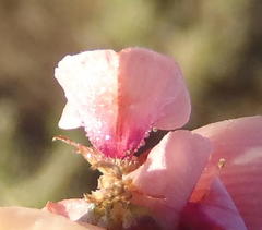 Indigofera alternans