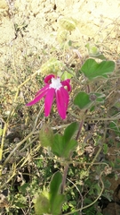 Passiflora sublanceolata
