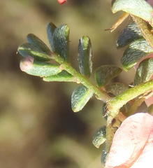 Indigofera alternans