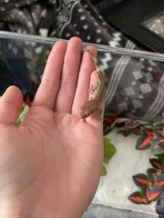 Correlophus ciliatus