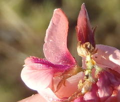 Indigofera alternans