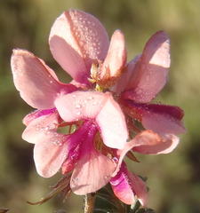 Indigofera alternans