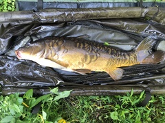 Cyprinus carpio carpio