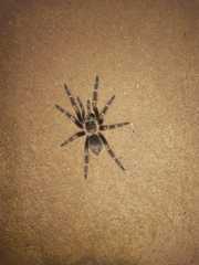 Brachypelma