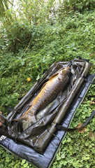 Cyprinus carpio carpio