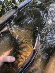 Cyprinus carpio carpio