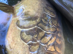 Cyprinus carpio carpio