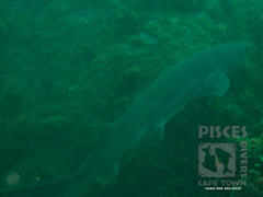 Notorynchus cepedianus