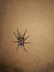 Brachypelma