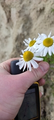 Tripleurospermum hookeri