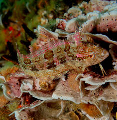 Clinus superciliosus