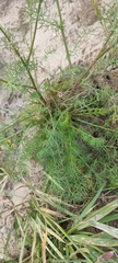 Tripleurospermum hookeri