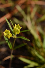 Asclepias pedicellata image