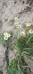 Tripleurospermum hookeri