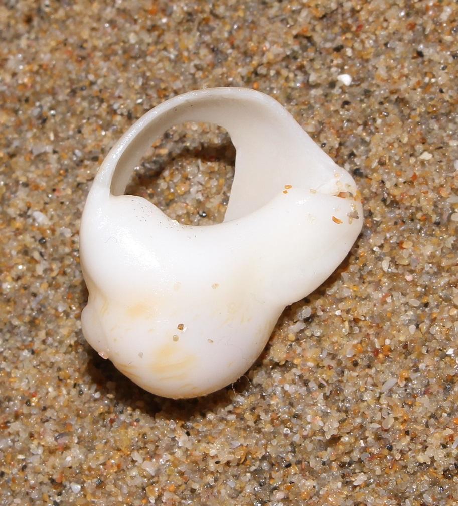 Strepsiduridae