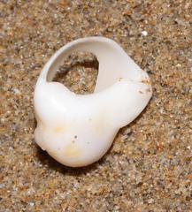 Melapium lineatum