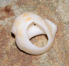 Melapium lineatum
