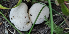 Lycoperdina succincta