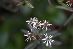 Linochilus rupestris